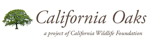 California Oaks